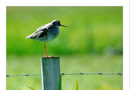 Bird watching, Outer Hebrides