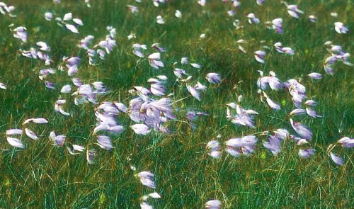 Bog Cotton or 'Canach' (Gaelic), South Uist