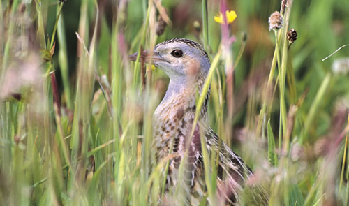 Corncrake, Balranald, North Uist