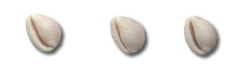 Seashells, South Uist