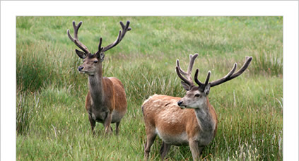 Red deer, Uist, Western Isles